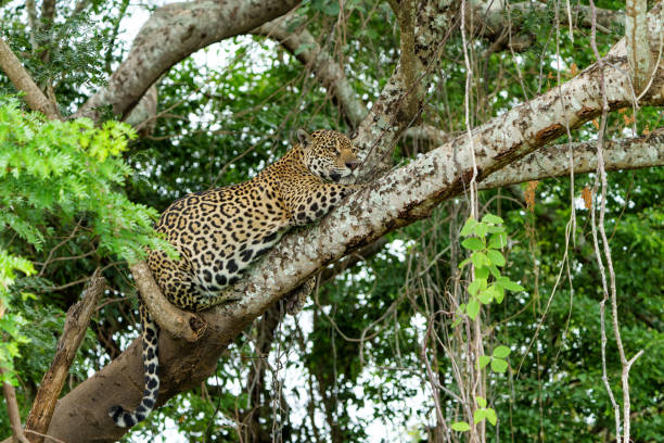 istock Jaguar in the Pantanal wetlands 2155398763