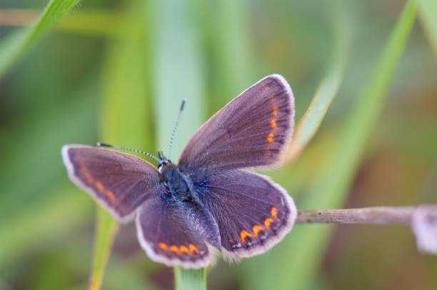 istock A beautiful little butterfly on a green background. 2155399128