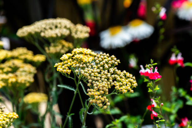 A selective focus shot of yellow Fernleaf Yarrow flowers in the garden