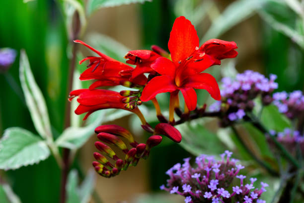A vibrant red Montbretia flower bursts forth from a bed of lush green foliage, its petals a striking contrast to the soft purple blooms of a nearby verbena. The image captures the beauty of a summer garden, with vibrant colors and delicate textures.