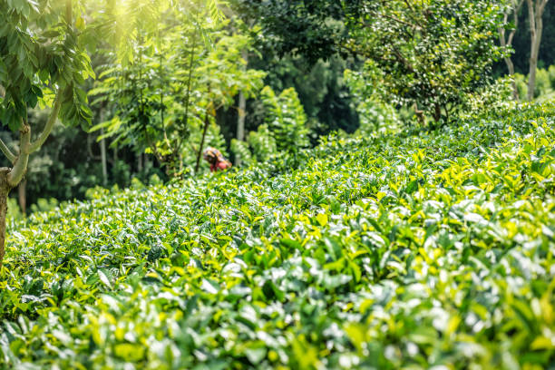 istock Lush green organic tea plantation on Sri Lanka 2155402390