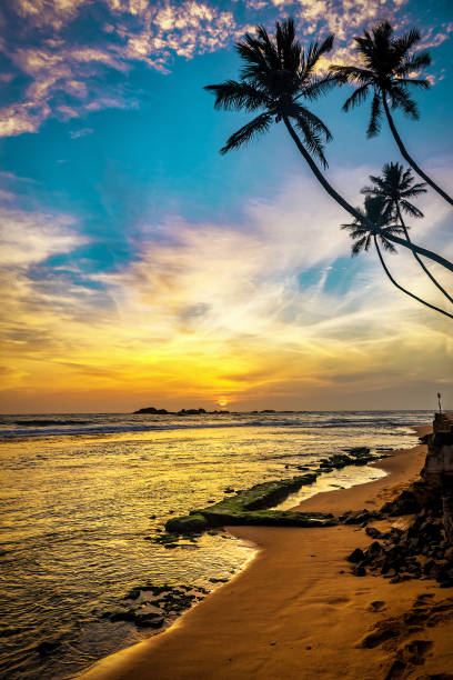 istock Silhouette of coconut palm trees at topical sunset 2155402480