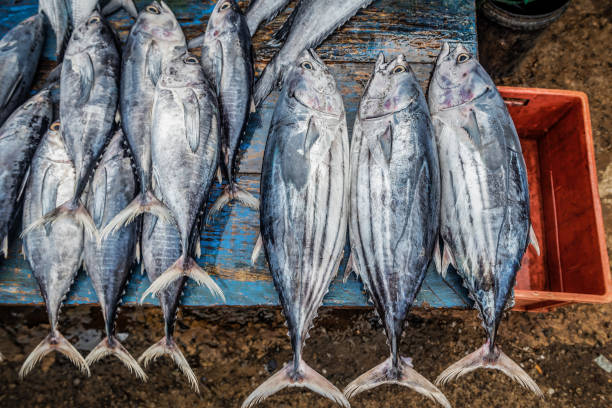 Fresh tuna fish on tropical fish market. Food and drink theme