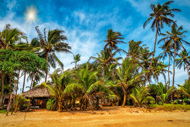 istock Thatched houses, huts, bungalows among palm trees on the beach 2155402508