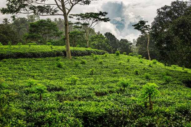 istock Beautiful tea plantation under rain on Sri Lanka 2155403333