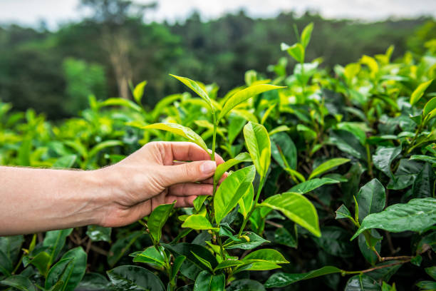 istock Human hand picking tip green tea leaf on organic tea plantation 2155403335