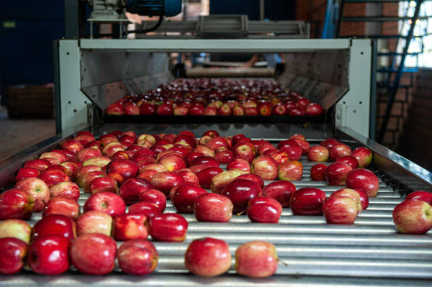 istock Apples on a conveyor belt at a processing and distribution plant 2155403726