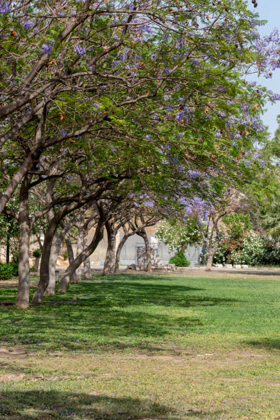 istock Trees jacaranda (Jacaranda mimosifolia) growing in the park close-up 2155404247