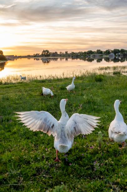 Serene Morning Scene: Geese with Spread Wings on a Grassy Bank