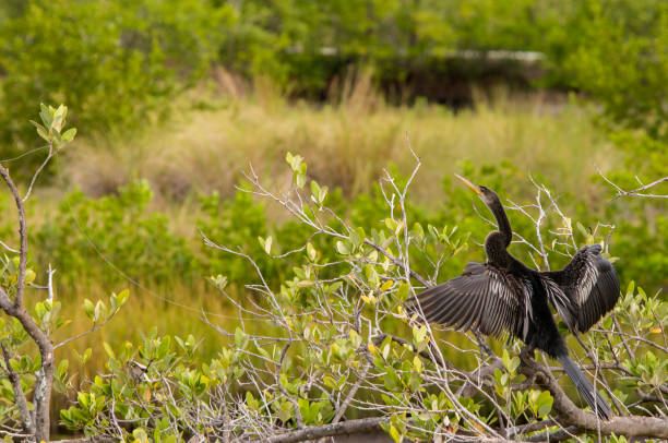 An Anhinga perched on a mangrove tree with wings spread and neck extended. A pond, grasses, and mangroves are in the background.