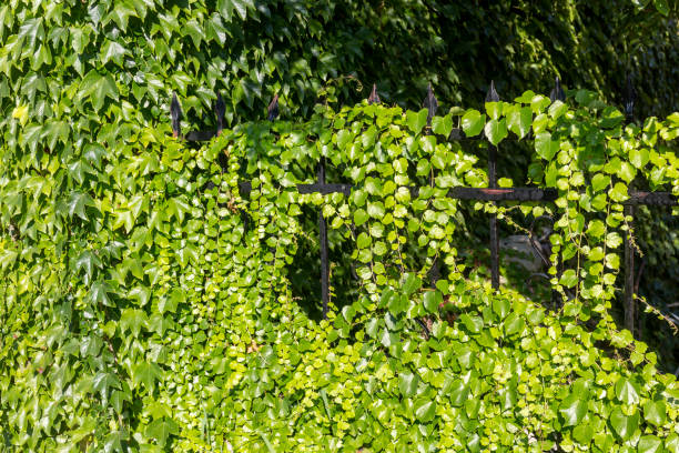 Background. Beautiful, green ivy (Parthenocissus tricuspidata) creeping on a fence close-up on a sunny summer day