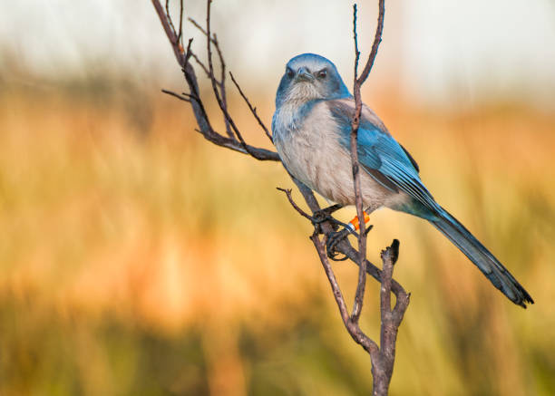 A Florida scrub jay, Aphelocoma coerulescens, perched on a branch in a central Florida scrub facing toward the camera, . Blurred background, natural habitat. Endemic to Florida.