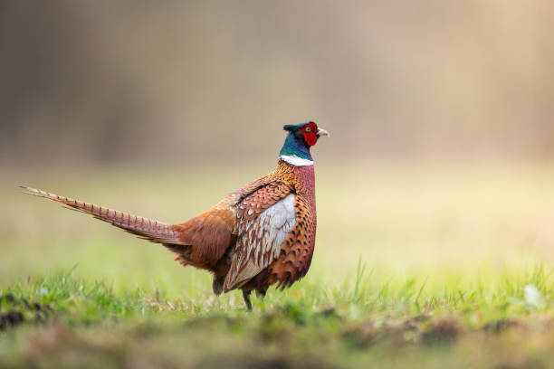 istock Bird - Common pheasant Phasianus colchius Ring-necked pheasant in natural habitat wildlife Poland Europe 2155408510