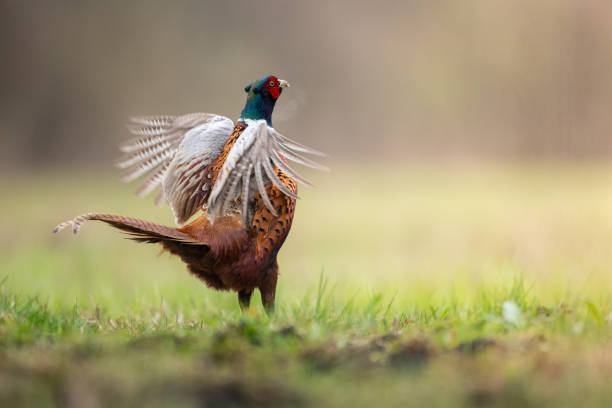 istock Bird - Common pheasant Phasianus colchius Ring-necked pheasant in natural habitat wildlife Poland Europe 2155408526
