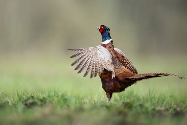 istock Bird - Common pheasant Phasianus colchius Ring-necked pheasant in natural habitat wildlife Poland Europe 2155408612