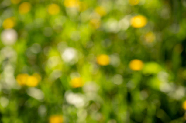 Blurred green background with yellow dandelions and bokeh