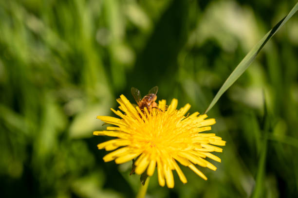 Honey bee landing on dandalion