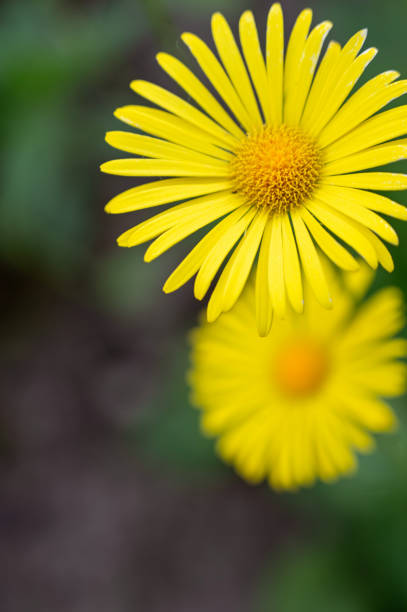 Daisies in garden.