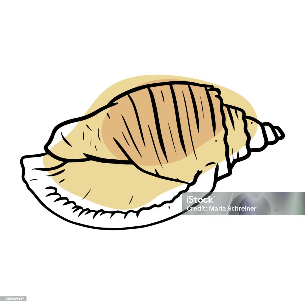 Sea Shell Vector Illustration Isolated On White Background Black ...