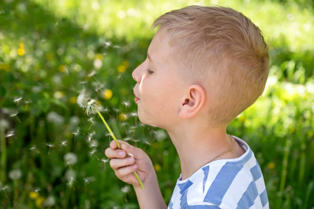 istock Little blond boy blowing dandelion in the park on summer day 2155410121