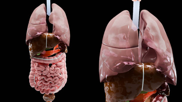 Anatomy of human body with organs. 3d illustration