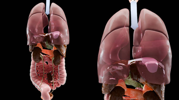3d set of anatomy human body internal organs medical icon render. Realistic brain, lungs, heart, kidneys, liver, stomach, colon, large and small intestine isolated on blue background. 3D illustration