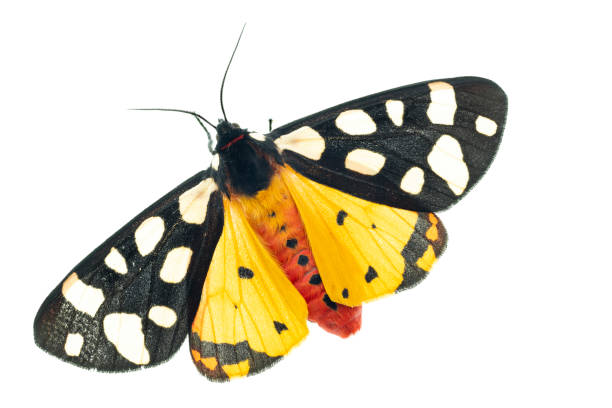 istock isolated arctia villica moth on white 2155411392