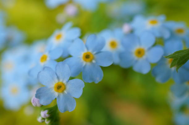 istock Blooming forget-me-not. A beautiful herbaceous plant. 2155411654