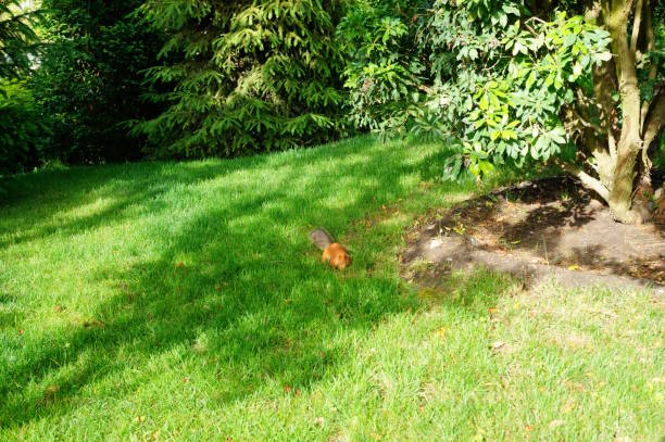 istock A small squirrel in a nature park. 2155411715