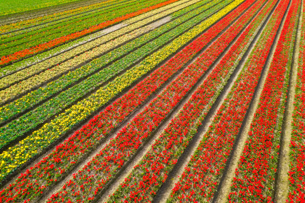 Aerial side view of colorful tulips rows on a sunny day, in the Lisse plantation.