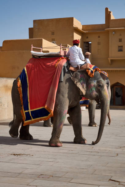 Jaipur, Rajasthan, India - November 3, 2017 : One of the most popular tourist attractions at Jaipur is the elephant ride to the top of the Amer Fort. The well-caparisoned elephants just take the tourists up, but don't get them down, to avoid straining their own knees. Colorfully attired mahaouts (elephant drivers) deftly manage the ride.