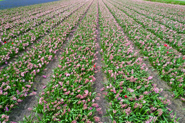 istock Pink hyacinth farm 2155413536