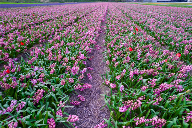 istock Pink hyacinth plantation 2155413593