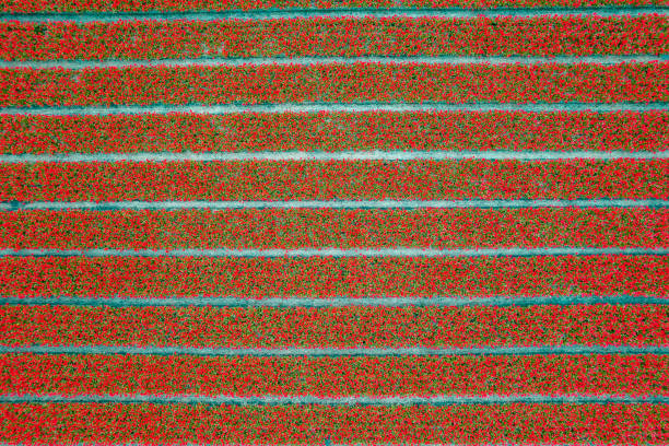 Aerial view of horizontal rows of red tulips farm on a sunny day.