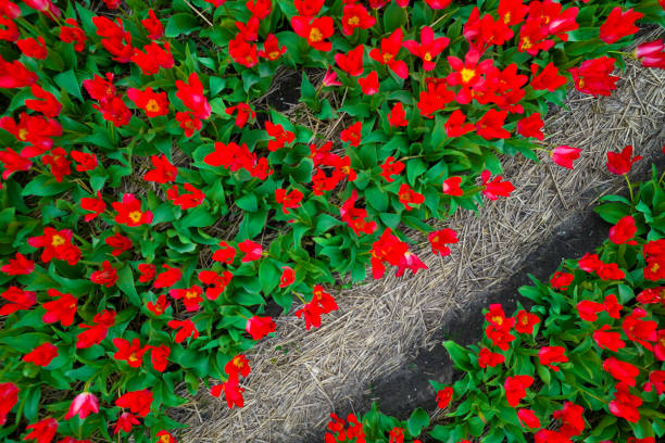 istock In the red tulip field 2155413652