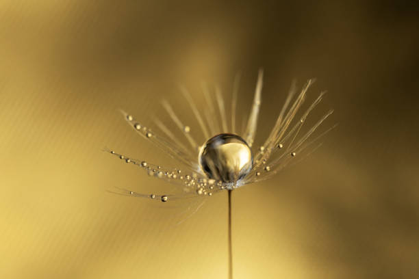 Beautiful dew drops on dandelion seed macro. Water drops on parachutes dandelion.