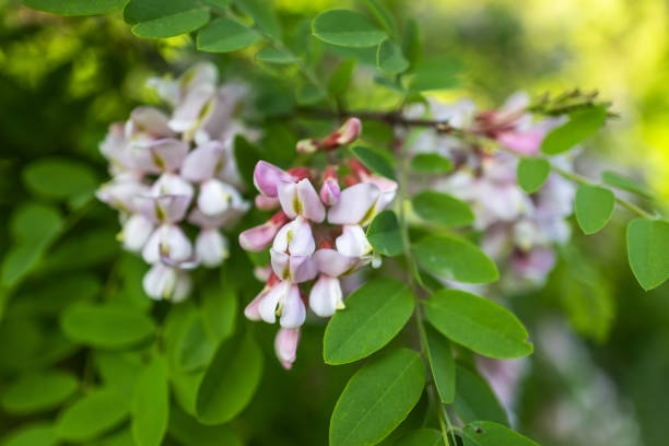 istock Pink acacia flowers, fragrant spring flowers 2155415266