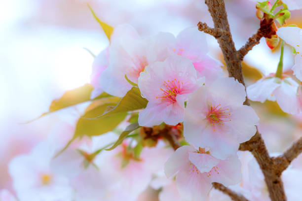 Full bloom cherry blossom in Kyoto, Japan