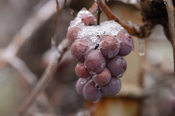 istock close up on bunches with rotten grapes in ice. selective focus 2155416574