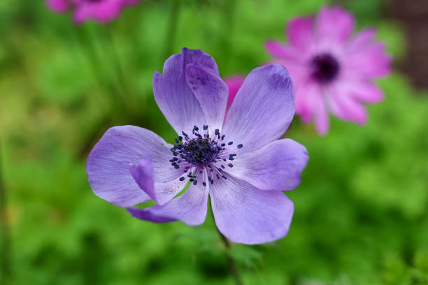 istock Poppy Anemone at Brookgreen Gardens 2155417210