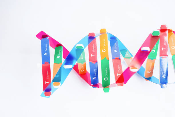 DNA molecule spiral structure model isolated on white background, chromosome and gene chemical science biology.