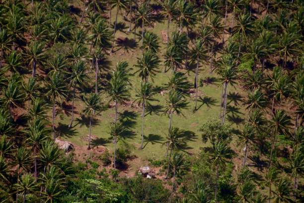 istock Coconut palm plantation. 2155418913