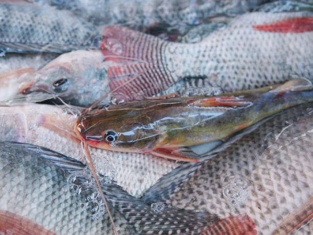 istock fresh tilapia in thai market 2155418934