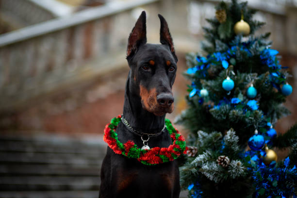 Doberman Pinscher sitting between decorated Christmas trees with gifts and gnomes against the backdrop of an old staircase in a city park