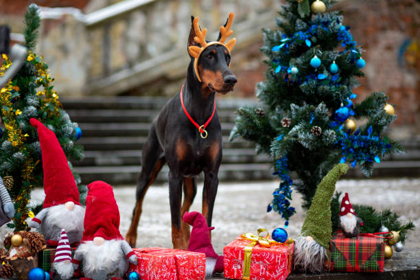 Doberman Pinscher in deer antlers standing between decorated Christmas trees with gifts and gnomes against the backdrop of an old staircase in a city park