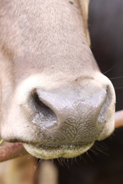 Cow Forehead Pallor - Free photo on Pixabay