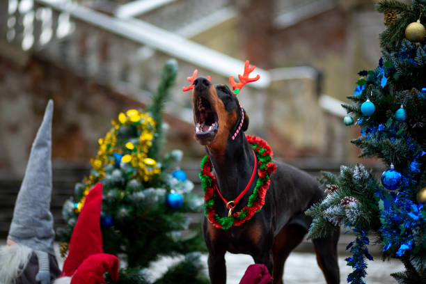 Doberman Pinscher in deer antlers standing between decorated Christmas trees with gifts and gnomes against the backdrop of an old staircase in a city park