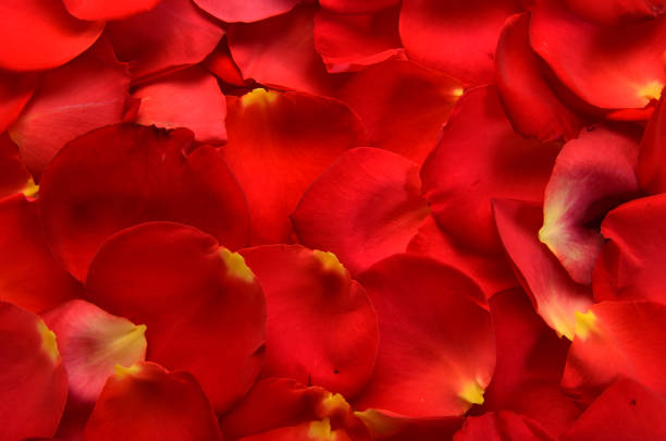 Red flower