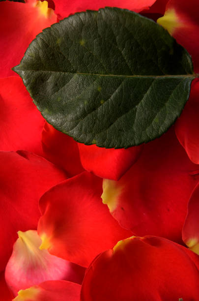 Background of rose petals with leaves