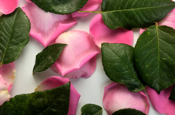 istock Background of rose petals with leaves 2155420363